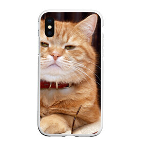 Чехол для iPhone XS Max матовый с принтом Рыжий кот в городе Новоалтайск, Силикон | Область печати: задняя сторона чехла, без боковых панелей | Тематика изображения на принте: грустный | добрый | животное | киса | киска кися | кот | котенок | котэ | кошка | красивый | лапа | лапка | ласковый | милый | моська | мурлыка | прикольный | смешной | унылый | усатый | шерсть