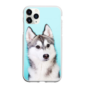 Чехол для iPhone 11 Pro Max матовый с принтом Blue в городе Новоалтайск, Силикон |  | dog | бандит | пес | собака | хаски | хаски бандит | щеночек