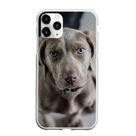 Чехол для iPhone 11 Pro матовый с принтом Puppy в городе Новоалтайск, Силикон |  | dog | веймаранер | пес | собака | щеночек