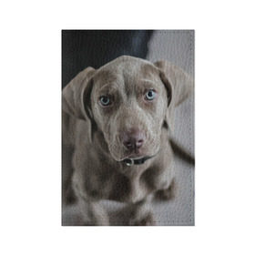 Обложка для паспорта матовая кожа с принтом Puppy в городе Новоалтайск, натуральная матовая кожа | размер 19,3 х 13,7 см; прозрачные пластиковые крепления | dog | веймаранер | пес | собака | щеночек