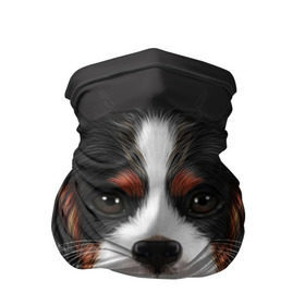 Бандана-труба 3D с принтом Cavalier King Charles в городе Новоалтайск, 100% полиэстер, ткань с особыми свойствами — Activecool | плотность 150‒180 г/м2; хорошо тянется, но сохраняет форму | голова | собака | спаниель