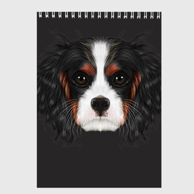 Скетчбук с принтом Cavalier King Charles в городе Новоалтайск, 100% бумага
 | 48 листов, плотность листов — 100 г/м2, плотность картонной обложки — 250 г/м2. Листы скреплены сверху удобной пружинной спиралью | Тематика изображения на принте: голова | собака | спаниель