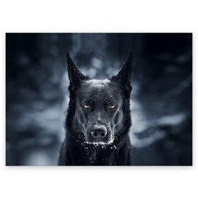 Поздравительная открытка с принтом Dark Dog в городе Новоалтайск, 100% бумага | плотность бумаги 280 г/м2, матовая, на обратной стороне линовка и место для марки
 | пес | собака
