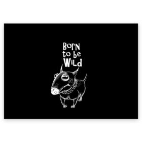 Поздравительная открытка с принтом Born to be wild в городе Новоалтайск, 100% бумага | плотность бумаги 280 г/м2, матовая, на обратной стороне линовка и место для марки
 | angry | animals | authority | b | black and white | bull terrier | bully | cool | dog | fight | illustration | swag | thug | wild | авторитет | бандит | бойцовый | бультерьер | дикий | животные | злой | иллюстрация | крутой | надпись | ошейник | п