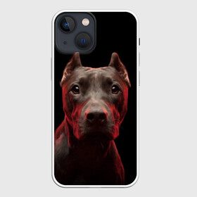 Чехол для iPhone 13 mini с принтом Стафф в городе Новоалтайск,  |  | амстафф | голова | животные | мордочка | природа | собака | стафф | стаффордширский терьер
