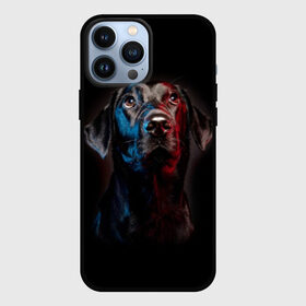 Чехол для iPhone 13 Pro Max с принтом Чёрный лабрадор в городе Новоалтайск,  |  | Тематика изображения на принте: animal | black | breed | collar | cute | dog | friend | labrador | look | man | muzzle | взгляд | друг | животное | лабрадор | милый | ошейник | пёс | порода | собака | человека | черный