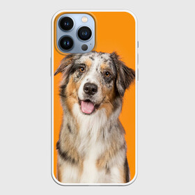 Чехол для iPhone 13 Pro Max с принтом Австралийская овчарка в городе Новоалтайск,  |  | animal | australian | breed | cute | dog | ears | funny | look | muzzle | red | shepherd | tongue | white | австралийская | белый | взгляд | животное | забавный | милый | овчарка | порода | рыжий | смешной | собака | уши | язык
