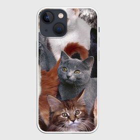 Чехол для iPhone 13 mini с принтом Много котов в городе Новоалтайск,  |  | кот | котишик | котишика | коты | кошка | кошки | много котов | многокотье