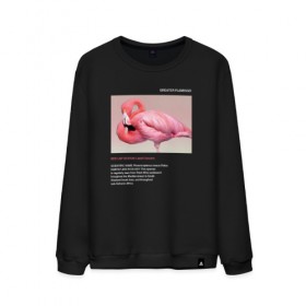 Мужской свитшот хлопок с принтом Greater Flamingo в городе Новоалтайск, 100% хлопок |  | animals | red book | red list | животные | животные из красной книги | красная книга | редкие животные | фламинго