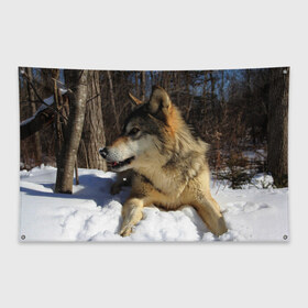 Флаг-баннер с принтом Волк лежит на снегу в городе Новоалтайск, 100% полиэстер | размер 67 х 109 см, плотность ткани — 95 г/м2; по краям флага есть четыре люверса для крепления | волк | дикий | зверь | зима | снег | фото | хищник