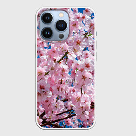 Чехол для iPhone 13 Pro с принтом Цветущая Сакура в городе Новоалтайск,  |  | 8 марта | весна | вишня | женский день | лепестки | март | поздравления | праздник 8 марта | ромашки | сакура | цветок | цветочки | цветы | япония