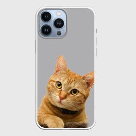 Чехол для iPhone 13 Pro Max с принтом Рыжий котик в городе Новоалтайск,  |  | Тематика изображения на принте: baby | cat | kitty | глаза | голова | животные | зверь | кот | котенок | котики | кошки | лапы | малыш | полосатый | рыжий