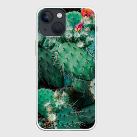 Чехол для iPhone 13 mini с принтом кактусы с цветами реализм в городе Новоалтайск,  |  | бутоны | иголки | кактус | кактусы | комнатные растения | лето | реализм | суккуленты | тропики | узор | цветки | цветы | экзотика