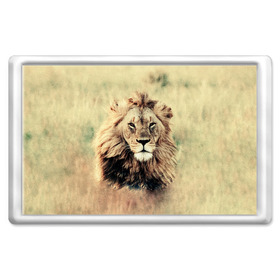 Магнит 45*70 с принтом Lion King в городе Новоалтайск, Пластик | Размер: 78*52 мм; Размер печати: 70*45 | animals | king | lion | африка | взгляд | голова | грива | дикие | животные | зверек | зверь | зодиак | клыки | король | кот | кошак | кошка | лапы | лев | лео | львенок | оскал | природа | саванна | симба | созвездие