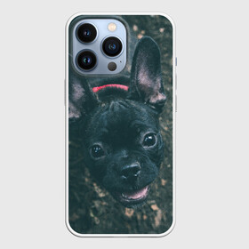 Чехол для iPhone 13 Pro с принтом Бульдог морда собакена черного в городе Новоалтайск,  |  | бульдог | гав | глаза | любимец | любителю животных | ошейник | пес | песель | песик | питомец | псина | псинка | собака | собакен | собачка | собачник | уши | черный | язык