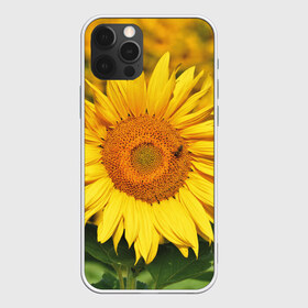 Чехол для iPhone 12 Pro Max с принтом Подсолнух в городе Новоалтайск, Силикон |  | подсолнух | подсолнухи | природа | растение | растения | флора | фотография | цвет | цветами | цветов | цветок | цветочек | цветочки | цветочные | цветочный | цветы