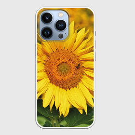 Чехол для iPhone 13 Pro с принтом Подсолнух в городе Новоалтайск,  |  | Тематика изображения на принте: подсолнух | подсолнухи | природа | растение | растения | флора | фотография | цвет | цветами | цветов | цветок | цветочек | цветочки | цветочные | цветочный | цветы