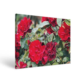 Холст прямоугольный с принтом Red Roses в городе Новоалтайск, 100% ПВХ |  | bush | floral | flower | garden | green | nature | red roses | бутоны | красная роза | куст | листья | природа | роза | сад | цветение | цветок | цветы