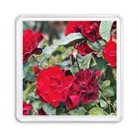 Магнит 55*55 с принтом Red Roses в городе Новоалтайск, Пластик | Размер: 65*65 мм; Размер печати: 55*55 мм | bush | floral | flower | garden | green | nature | red roses | бутоны | красная роза | куст | листья | природа | роза | сад | цветение | цветок | цветы