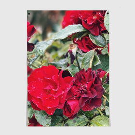 Постер с принтом Red Roses в городе Новоалтайск, 100% бумага
 | бумага, плотность 150 мг. Матовая, но за счет высокого коэффициента гладкости имеет небольшой блеск и дает на свету блики, но в отличии от глянцевой бумаги не покрыта лаком | bush | floral | flower | garden | green | nature | red roses | бутоны | красная роза | куст | листья | природа | роза | сад | цветение | цветок | цветы