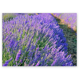 Поздравительная открытка с принтом Lavender field в городе Новоалтайск, 100% бумага | плотность бумаги 280 г/м2, матовая, на обратной стороне линовка и место для марки
 | field | green | lavender | nature | summer | violet | бутон | клумба. | лаванда | лето | лиловый | поле | сиреневый | фиолетовый | цветение | цветок | цветы