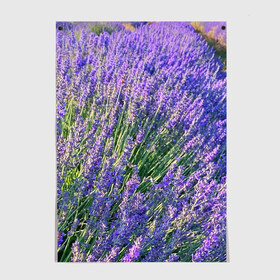 Постер с принтом Lavender field в городе Новоалтайск, 100% бумага
 | бумага, плотность 150 мг. Матовая, но за счет высокого коэффициента гладкости имеет небольшой блеск и дает на свету блики, но в отличии от глянцевой бумаги не покрыта лаком | field | green | lavender | nature | summer | violet | бутон | клумба. | лаванда | лето | лиловый | поле | сиреневый | фиолетовый | цветение | цветок | цветы