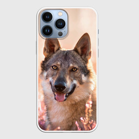 Чехол для iPhone 13 Pro Max с принтом Красивый Волк в городе Новоалтайск,  |  | Тематика изображения на принте: wolf | wolfs | волк | волки | волчара | животные | звири | лес | природа
