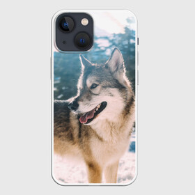 Чехол для iPhone 13 mini с принтом Волк и снег в городе Новоалтайск,  |  | wolf | wolfs | волк | волки | волчара | животные | звери | зима | лес | природа | снег