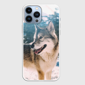 Чехол для iPhone 13 Pro Max с принтом Волк и снег в городе Новоалтайск,  |  | wolf | wolfs | волк | волки | волчара | животные | звери | зима | лес | природа | снег