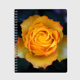 Тетрадь с принтом Желтая роза в городе Новоалтайск, 100% бумага | 48 листов, плотность листов — 60 г/м2, плотность картонной обложки — 250 г/м2. Листы скреплены сбоку удобной пружинной спиралью. Уголки страниц и обложки скругленные. Цвет линий — светло-серый
 | Тематика изображения на принте: 