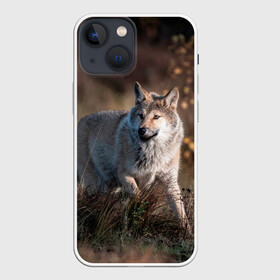 Чехол для iPhone 13 mini с принтом WOLF в городе Новоалтайск,  |  | wolf | wolfs | волк | волки | волчара | животные | звери | лес | природа