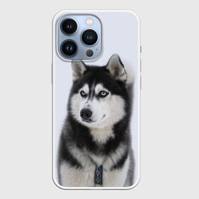 Чехол для iPhone 13 Pro с принтом ХАСКИ в городе Новоалтайск,  |  | dog | husky | милый | пес | песик | собака | собачка | хаски | щенок