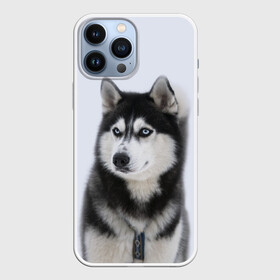 Чехол для iPhone 13 Pro Max с принтом ХАСКИ в городе Новоалтайск,  |  | dog | husky | милый | пес | песик | собака | собачка | хаски | щенок
