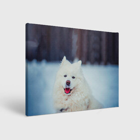 Холст прямоугольный с принтом САМОЕД в городе Новоалтайск, 100% ПВХ |  | animals | dog | winter | домашние | друг | животные | звери | зима | лайка | пес | песель | природа | пушистый | самоед | собаки | собачка | хаски