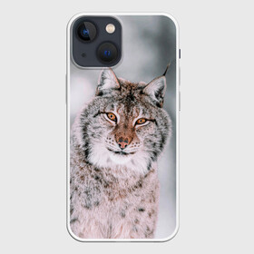 Чехол для iPhone 13 mini с принтом Рысь в городе Новоалтайск,  |  | cat | животные | звири | кис | киска | кот | котейка | котик | коты | котяра | кошка | кошки | природа | рысь