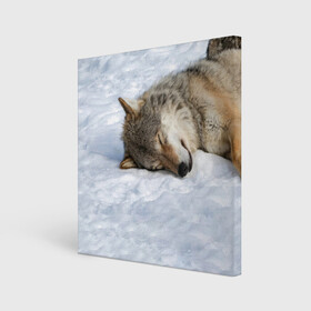 Холст квадратный с принтом Спящий Волк в городе Новоалтайск, 100% ПВХ |  | animals | wolf | волк | волки | животные | звери | зверь | одиночество | одиночка | пёс | собака | спящий волк
