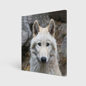 Холст квадратный с принтом Волк в городе Новоалтайск, 100% ПВХ |  | animals | wolf | волк | волки | животные | звери | зверь | луна | одиночество | одиночка | пёс | собака