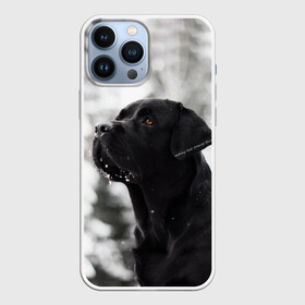 Чехол для iPhone 13 Pro Max с принтом Лабрадор Марк в городе Новоалтайск,  |  | Тематика изображения на принте: dog | winter | животные | зима | лабрадор | лабрадор ретривер | снег | собака