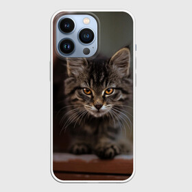 Чехол для iPhone 13 Pro с принтом мой внутренний зверь в городе Новоалтайск,  |  | взгляд | внутренний | глаза | животные | зверы | зверь | кот | котейка | котик | коты | котэ | кошки | лапы | нос | образ | прыжок | смотрит в душу | усы | уши | шерсть