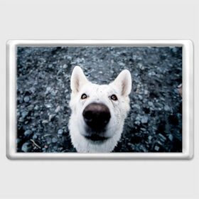 Магнит 45*70 собака нос крупно: в городе Новоалтайск, Пластик | Размер: 78*52 мм; Размер печати: 70*45 | животные | звери | кадр | крупно | любопытный | макро | нос | пес | собака