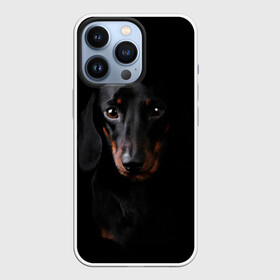 Чехол для iPhone 13 Pro с принтом ТАКСА в городе Новоалтайск,  |  | animal | black | dog | photo | глаза | домашние | животные | звери | пес | собакен | собаки | такса | черный