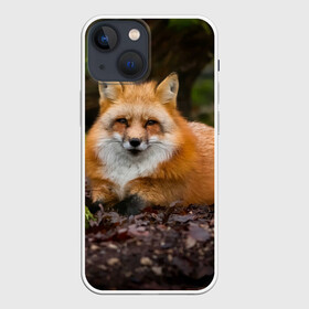 Чехол для iPhone 13 mini с принтом Взрослый строгий лис в городе Новоалтайск,  |  | fox | foxy | животное | звери | лиса | лисенок | лисичка | милая | рыжая | фокс