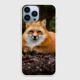 Чехол для iPhone 13 Pro Max с принтом Взрослый строгий лис в городе Новоалтайск,  |  | fox | foxy | животное | звери | лиса | лисенок | лисичка | милая | рыжая | фокс