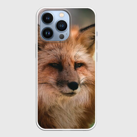 Чехол для iPhone 13 Pro с принтом Строгая лисица в городе Новоалтайск,  |  | fox | foxy | животное | звери | лиса | лисенок | лисичка | милая | рыжая | фокс
