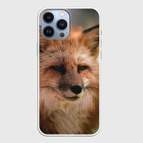 Чехол для iPhone 13 Pro Max с принтом Строгая лисица в городе Новоалтайск,  |  | fox | foxy | животное | звери | лиса | лисенок | лисичка | милая | рыжая | фокс