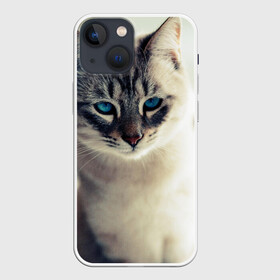 Чехол для iPhone 13 mini с принтом Кот с Голубыми глазами в городе Новоалтайск,  |  | глаза | голубые глаза | животные | кот | кошка