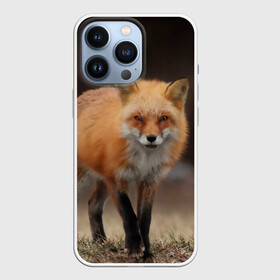 Чехол для iPhone 13 Pro с принтом Хитрая лисица в городе Новоалтайск,  |  | fox | foxy | животное | звери | лиса | лисенок | лисичка | милая | рыжая | фокс