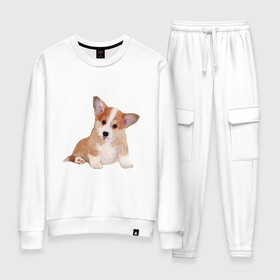 Женский костюм хлопок с принтом Fluffy Corgi в городе Новоалтайск, 100% хлопок | на свитшоте круглая горловина, мягкая резинка по низу. Брюки заужены к низу, на них два вида карманов: два 
