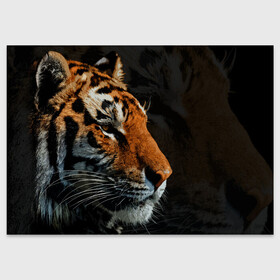 Поздравительная открытка с принтом АМУРСКИЙ ТИГР TIGER в городе Новоалтайск, 100% бумага | плотность бумаги 280 г/м2, матовая, на обратной стороне линовка и место для марки
 | Тематика изображения на принте: 2022 | amur tiger | beast | fangs | happy new year | merry christmas | new year | predator | snow | stars | stern grin | stern look | winter | year of the tiger | амурский тигр | год тигра | зверь | зима | клыки | новый год | снег | суровый взгл