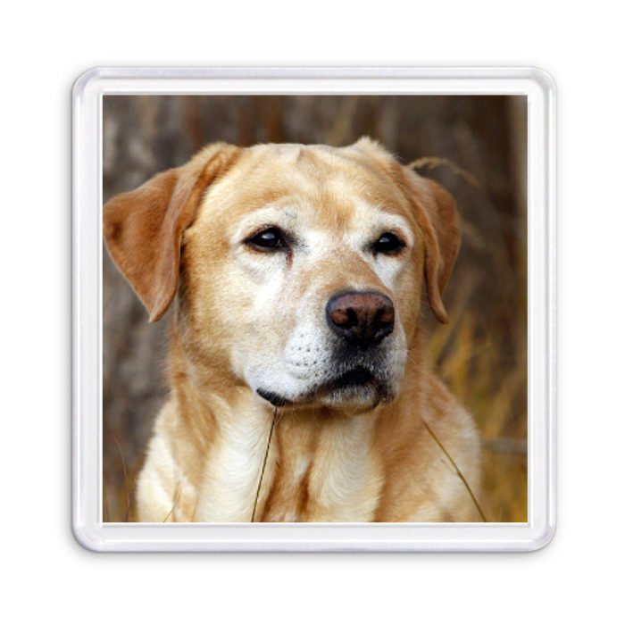 Магнит 55*55 Лабрадор фото